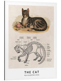 Magnettafel Die Katze, Diagramm (Vintage)