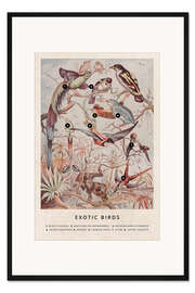 Gerahmter Kunstdruck Exotische Vögel (Englisch)