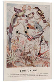 Magnettafel Exotische Vögel (Englisch)
