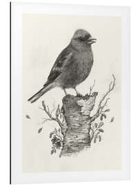 Magnettafel Buchfink