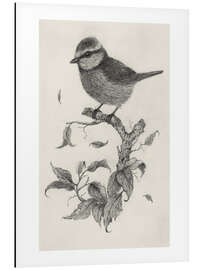 Magnettafel Blaumeise