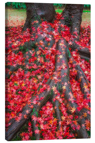 Canvas print Autumn leaves of the maple tree