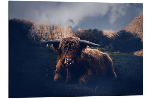 Gallery print Shaggy cattle in the meadow