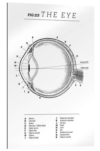 Quadro em plexi-alumínio Eye Vintage Chart