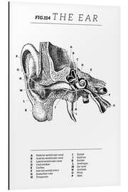 Print på aluminium Ear Vintage Chart