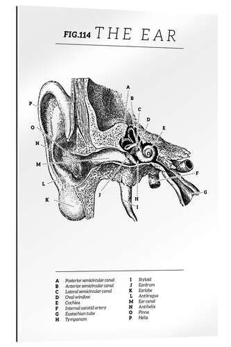 Galleriataulu Ear Vintage Chart