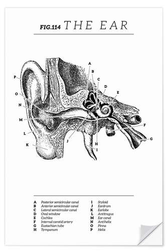 Wandsticker Das Ohr, Diagramm (Vintage, Englisch)