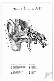 Sticker mural L'oreille (anglais)