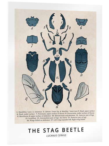 Akryylilasitaulu The Stag Beetle, Diagram (Vintage)