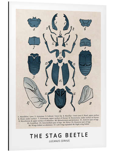 Cuadro de aluminio El escarabajo ciervo, diagrama (vintage)