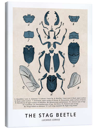 Leinwandbild Der Hirschkäfer, Diagramm (Vintage)