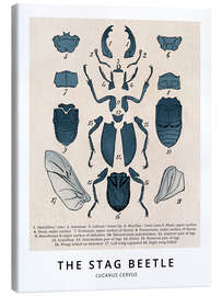 Canvas print The Stag Beetle, Diagram (Vintage)