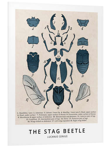 Foam board print The Stag Beetle, Diagram (Vintage)