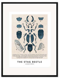 Gerahmter Kunstdruck Der Hirschkäfer, Diagramm (Vintage)