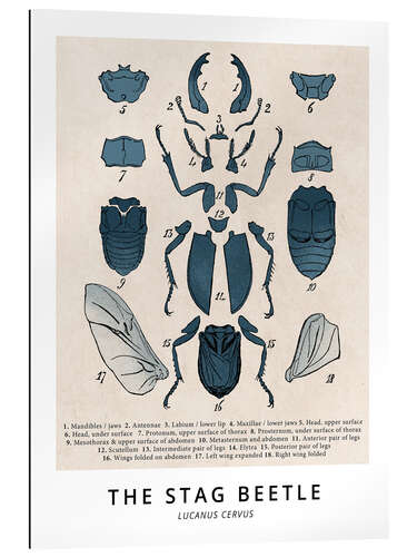 Gallery print The Stag Beetle, Diagram (Vintage)