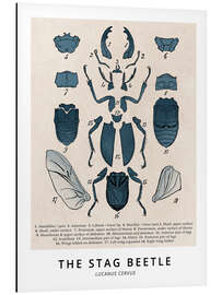 Magnettafel Der Hirschkäfer, Diagramm (Vintage)
