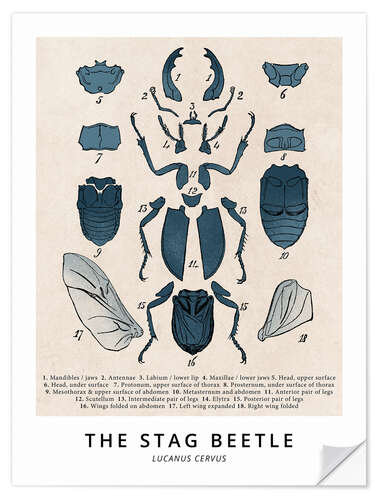 Selvklebende plakat The Stag Beetle, Diagram (Vintage)