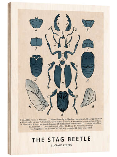 Trebilde The Stag Beetle, Diagram (Vintage)