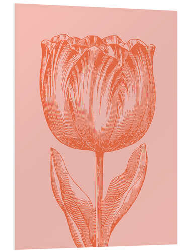 Foam board print Apricot spring tulip