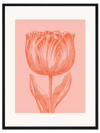 Gerahmter Kunstdruck Frühlingstulpe Apricot
