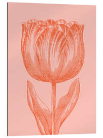 Gallery print Apricot spring tulip