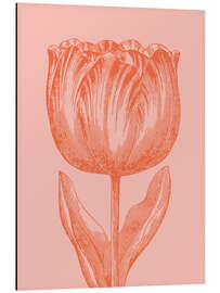 Magnettafel Frühlingstulpe Apricot