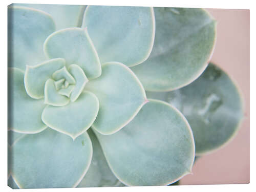 Canvas print Succulent glow