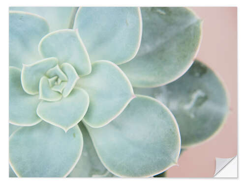 Wall sticker Succulent glow