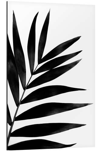 Aluminiumsbilde Black palm tree