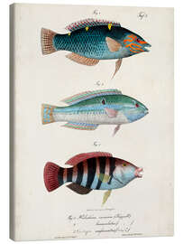 Stampa su tela  Trio di pesci antichi - Vision Studio