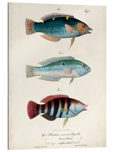 Gallery Print Antikes Fisch-Trio