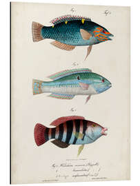 Magnettafel Antikes Fisch-Trio