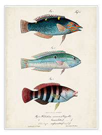 Wall print  Antique fish trio - Vision Studio