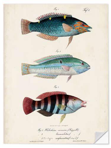 Sticker mural Trio de poissons antiques