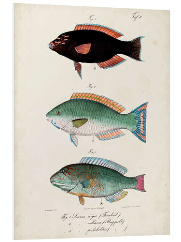 Foam board print Antique fish trio II