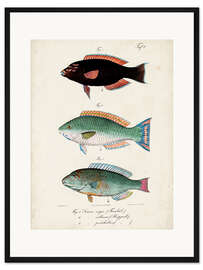 Gerahmter Kunstdruck Antikes Fisch-Trio II