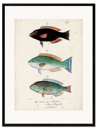 Ingelijste kunstdruk Antique fish trio II
