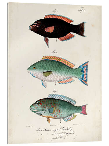 Gallery print Antique fish trio II