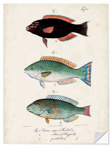 Wall sticker Antique fish trio II