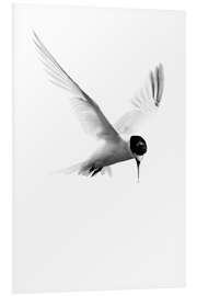 Foam board print Arctic Tern