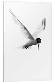 Magnettafel Küstenseeschwalbe