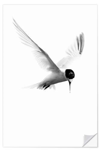 Wall sticker Arctic Tern