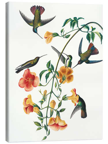 Canvas print Black-breasted mango chibri