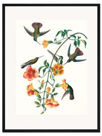 Gerahmter Kunstdruck Schwarzbrust-Mangokolibri