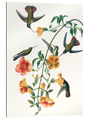 Gallery print Black-breasted mango chibri