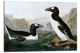 Tableau en aluminium Chaux géante - John James Audubon