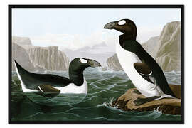 Gerahmter Kunstdruck Riesenalk