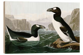 Wood print Giant lime - John James Audubon