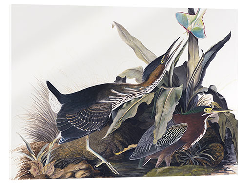 Cuadro de metacrilato Garza Verde