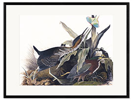 Framed art print Green heron